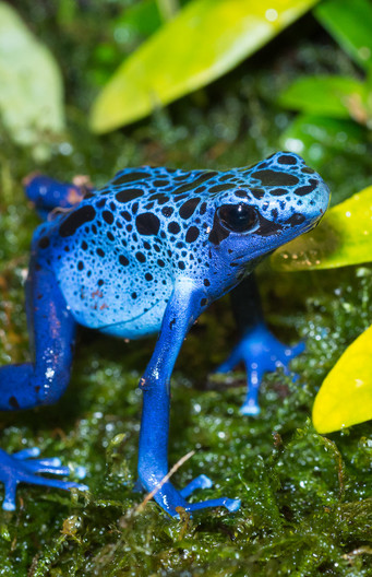 Er, xotin va uchinchi jins